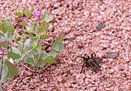 Tarantula in our front yard by the Four O'Clocks